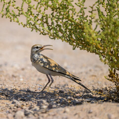 Obraz premium Closeup of a Crested Lark perched on the ground, in Qatar.