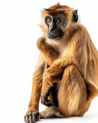 Fototapeta premium Mammal animal isolated white background image