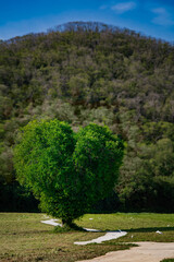 A scenic of heart tree with a clear sky and lush greenery.
