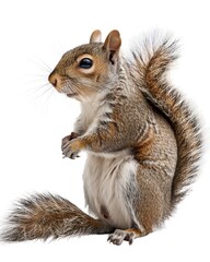 Obraz premium Mammal animal isolated white background image