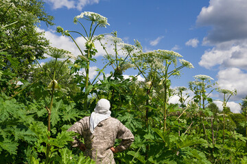 A man looks at the tall Hogweed Sosnowski.