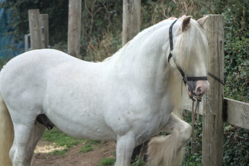 Obraz premium white horse with leg up 