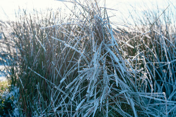 Frosty Grass Glistens in Morning Light Along Serene Lakeside in Winter's Embrace