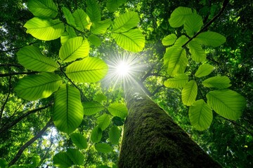 A dense forest canopy, with sunlight streaming through the leaves, symbolizing the importance of protecting forests