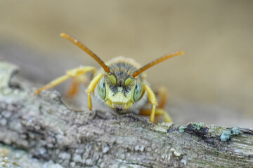 Facial closeup on a colorful yellow face of the male Lathbury's Nomad bee, Nomada lathburiana