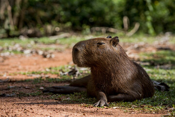 Capybara