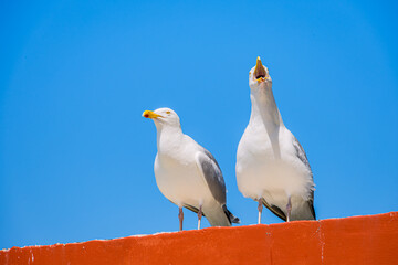 Goéland argenté sur un toit à Ault