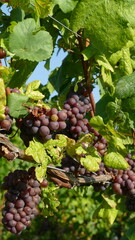 red grapes in vineyard