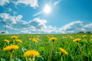 Fototapeta premium A field of yellow flowers with a bright blue sky in the background. The sun is shining brightly, making the flowers look even more vibrant. The scene is peaceful and serene