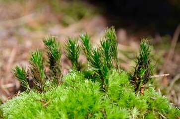 green forest moss