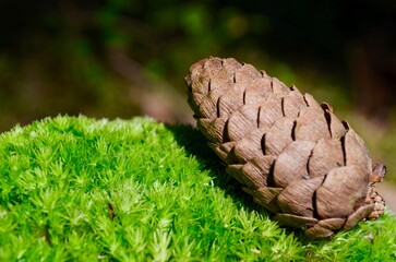 fir cone close-up