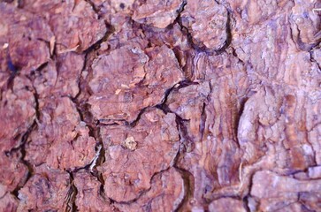 background texture pine bark close-up