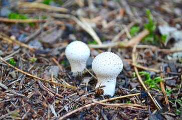 mushroom puffball