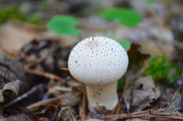 mushroom puffball