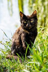 A yard cat of interesting color against the backdrop of nature, trees, grass, and a lake.