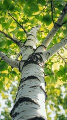 Fototapeta premium Sunlight shines through green leaves highlighting the Birch Betula trees trunk