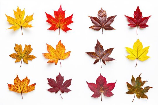 A display of colorful fall maple leaves positioned on a clean white surface