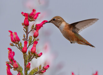 Rufous hummingbird feeding on redbird in a tree blooms © Jay