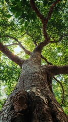 Naklejka premium The camphor tree towers high its branches reaching for sunlight amid lush greenery