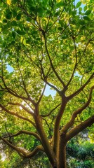 Sunlight filters through lush green leaves of a grand camphor tree on a warm afternoon