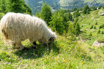 Valais blacknosed sheep, grazing on the grass in the hills of Switzerland