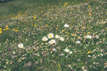 Field of white daisy wildflowers in bloom, taken in Zermatt, Switzerland