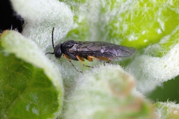 Yellowbellied Sloe-borer, Hoplocampa chrysorrhoea,  adult hymenopteran sawfly in the family Tenthredinidae.
