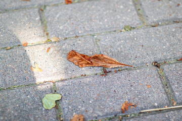 A single brown leaf is laying on a brick sidewalk, gently resting