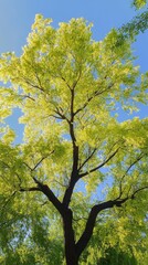 Obraz premium The Chinese Pistache tree flourishes displaying bright green leaves under a clear blue sky