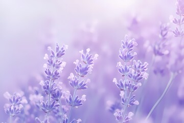 Obraz premium Soft Lavender Pastel Background for Design Projects
