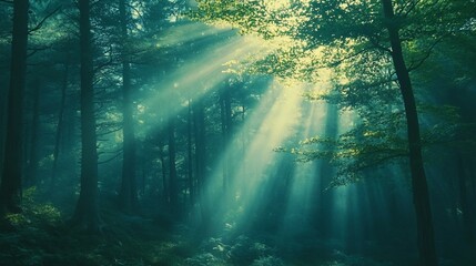 Obraz premium Sunbeams Piercing Through a Dense Forest Canopy