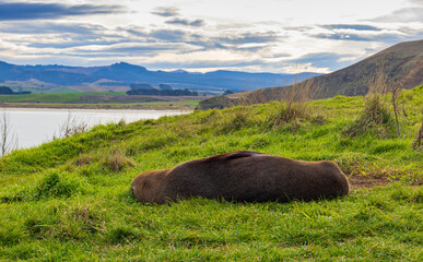 A New Zealand Fur Seal sleeping on the grass pad at Katiki Point. Oamaru, New Zealand
