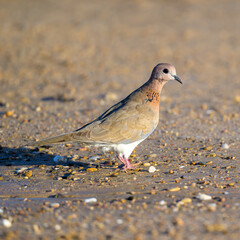 The spotted dove, laughing dove, and collared dove are beautiful wild birds of the wetland nature...