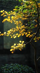 Golden leaves sway in the breeze glowing in soft sunlight by the vibrant Katsura tree
