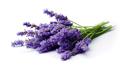 Lavender flowers isolated on a white background, in a high resolution photograph, stock photo