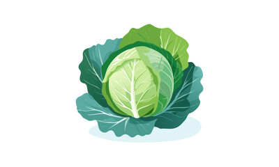 Obraz premium cabbage
