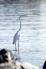 Snowy egret on the beach