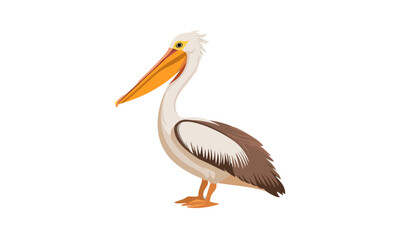 pelican on white background