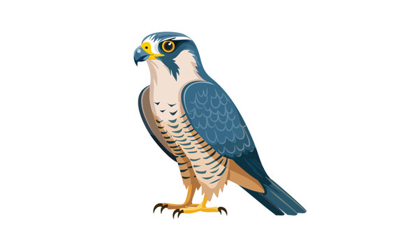 hawk