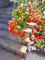 Naklejka premium Vibrant Red Berries on Lush Green Foliage in a Beautiful Sunny Environment Setting