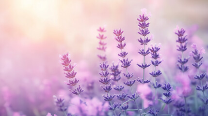 Naklejka premium Lavender flowers in soft focus, pastel background, romantic backdrop, floral wallpaper