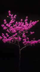 Delicate pink blooms of the Redbud tree shimmer in a gentle spring haze