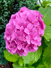 Fototapeta premium Beautiful vibrant colorful flowers in springtime . .