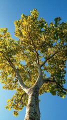 Golden light filters through leaves highlighting the intricate beauty of a Sycamore tree