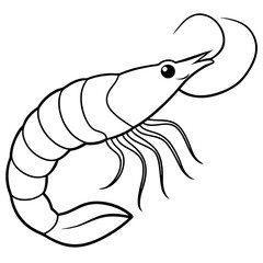 Curled Shrimp Line Art Vector