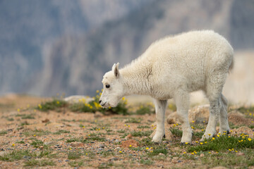 Baby goat smelling flowers