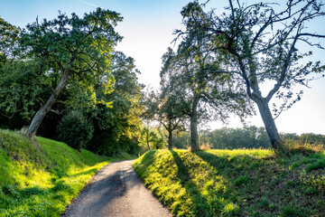 Obraz premium Wiederaufforstung im Mischwald durch anpflanzen junger Laubbäume