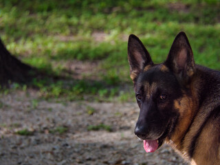 german shepherd dog