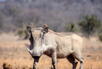 Fototapeta premium Warthogs