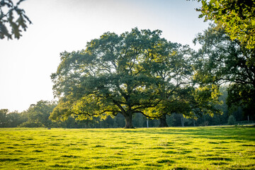 Wiese mit welligem Untergrund